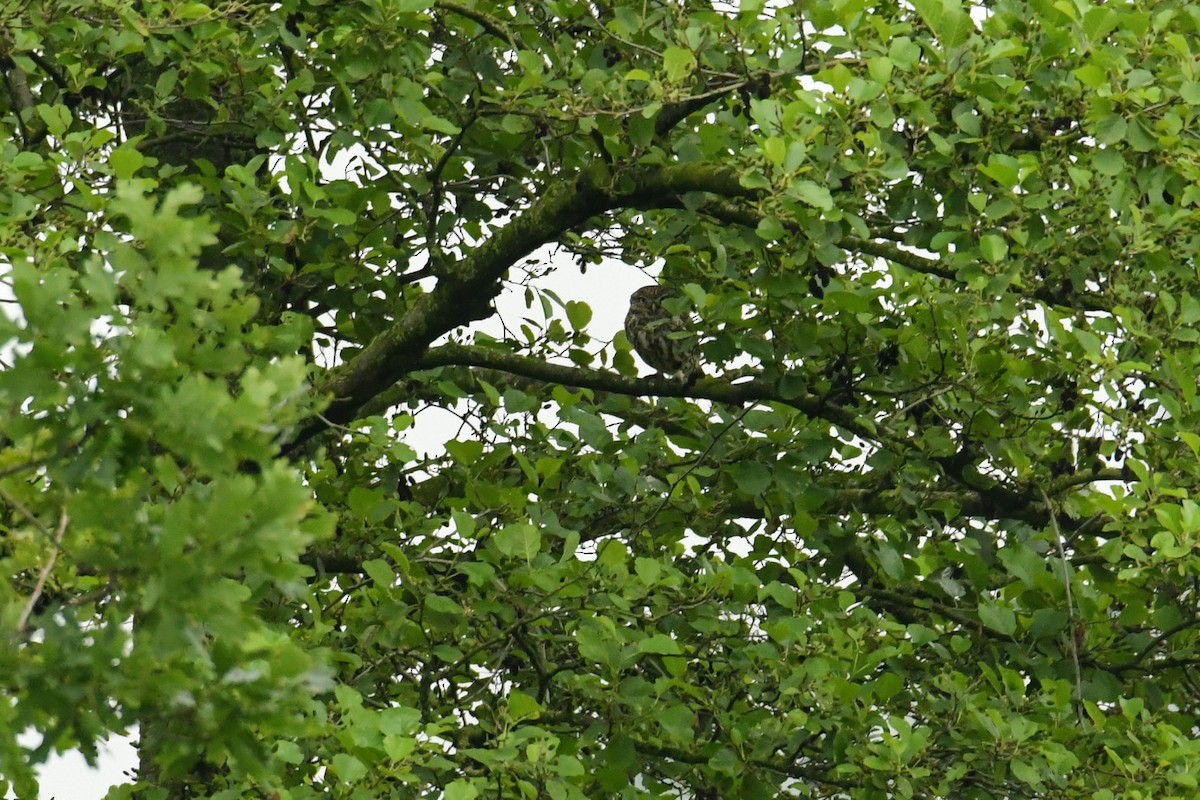 Little Owl - ML646622909