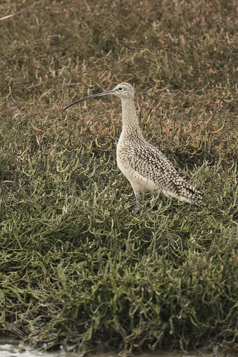 Long-billed Curlew - ML646622910