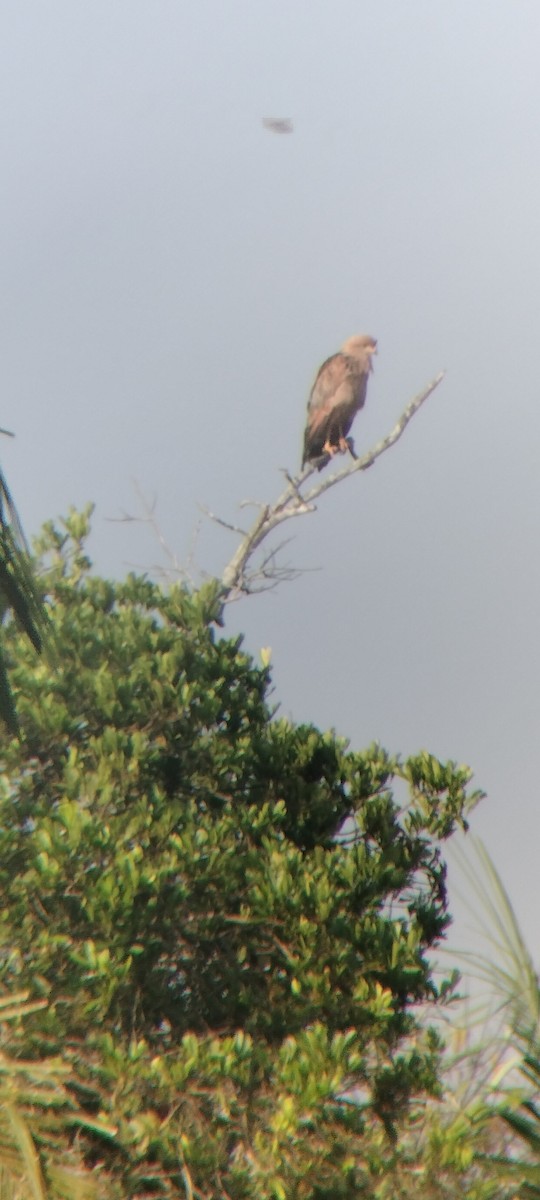 káně savanová - ML646622912