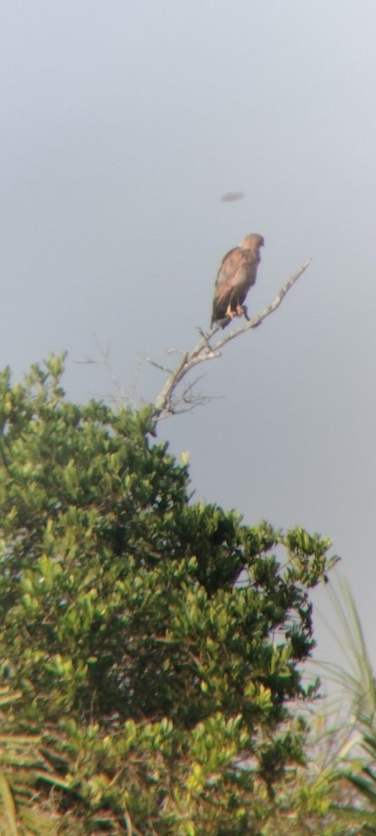 káně savanová - ML646622913