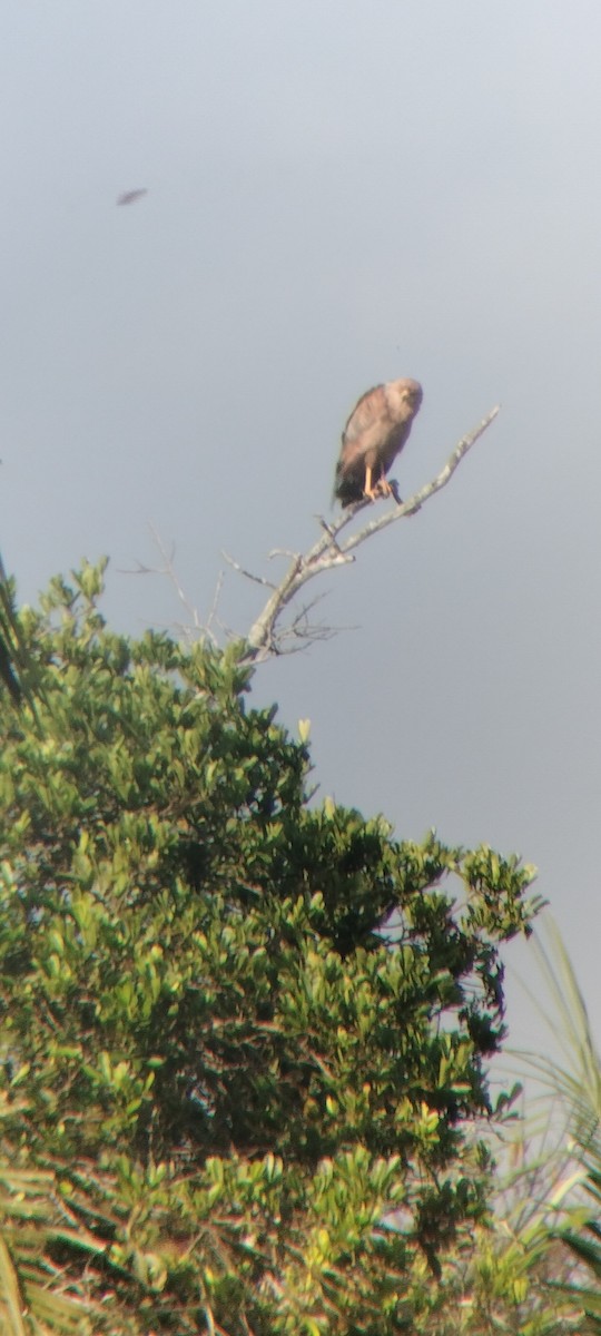 káně savanová - ML646622914