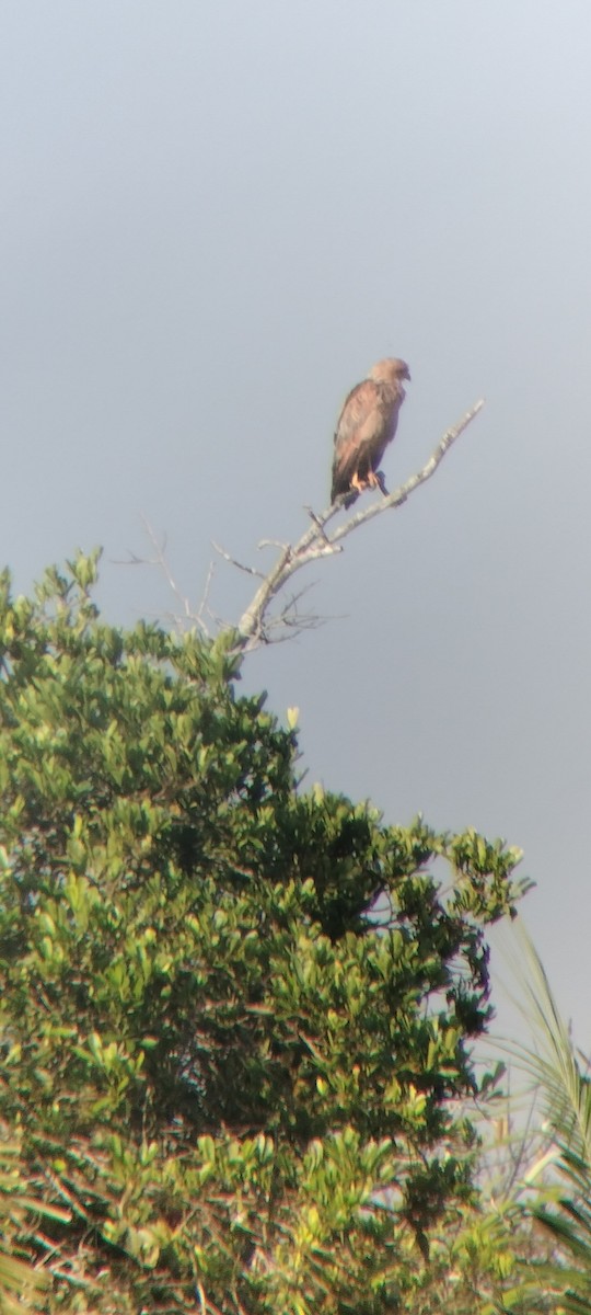 káně savanová - ML646622915