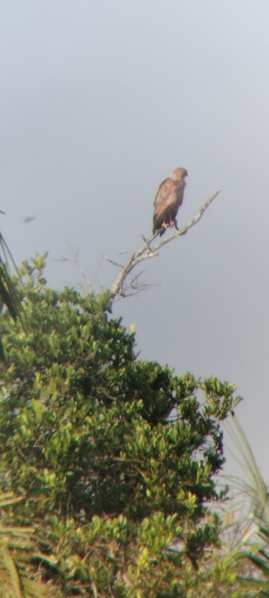 káně savanová - ML646622916