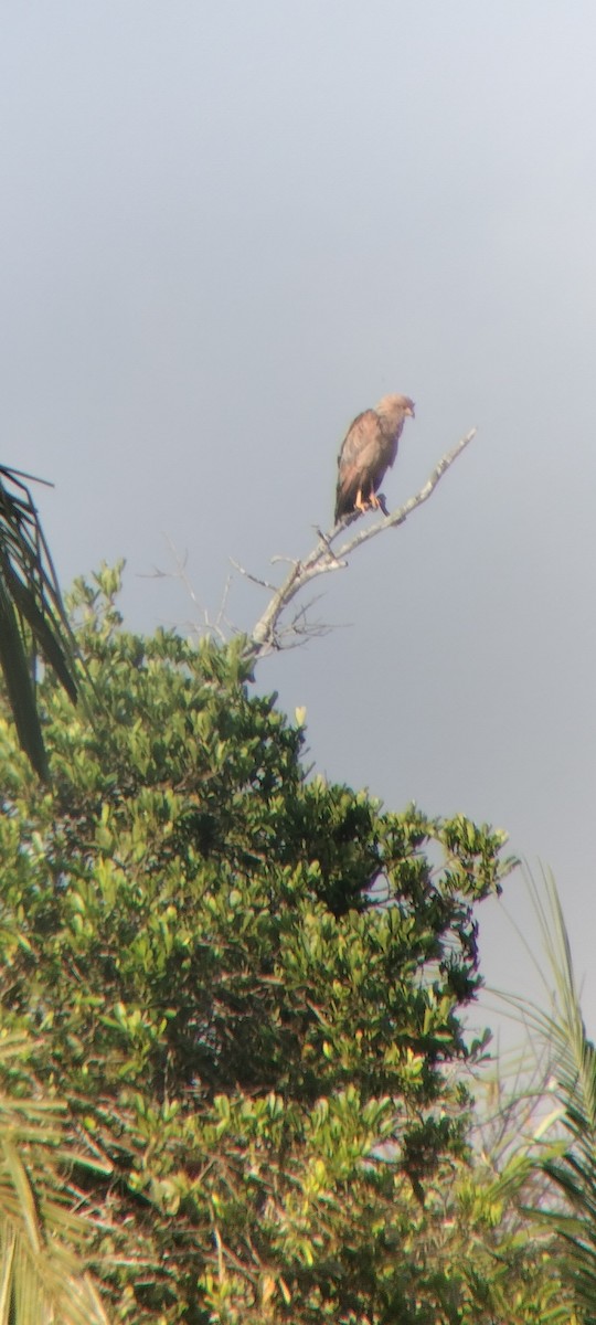 káně savanová - ML646622917