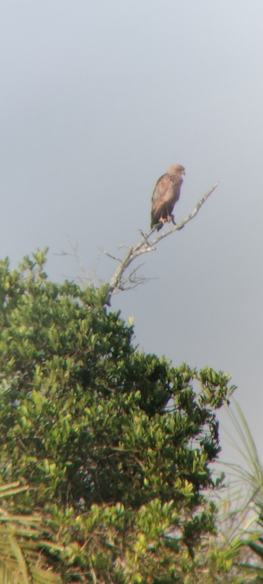 káně savanová - ML646622918