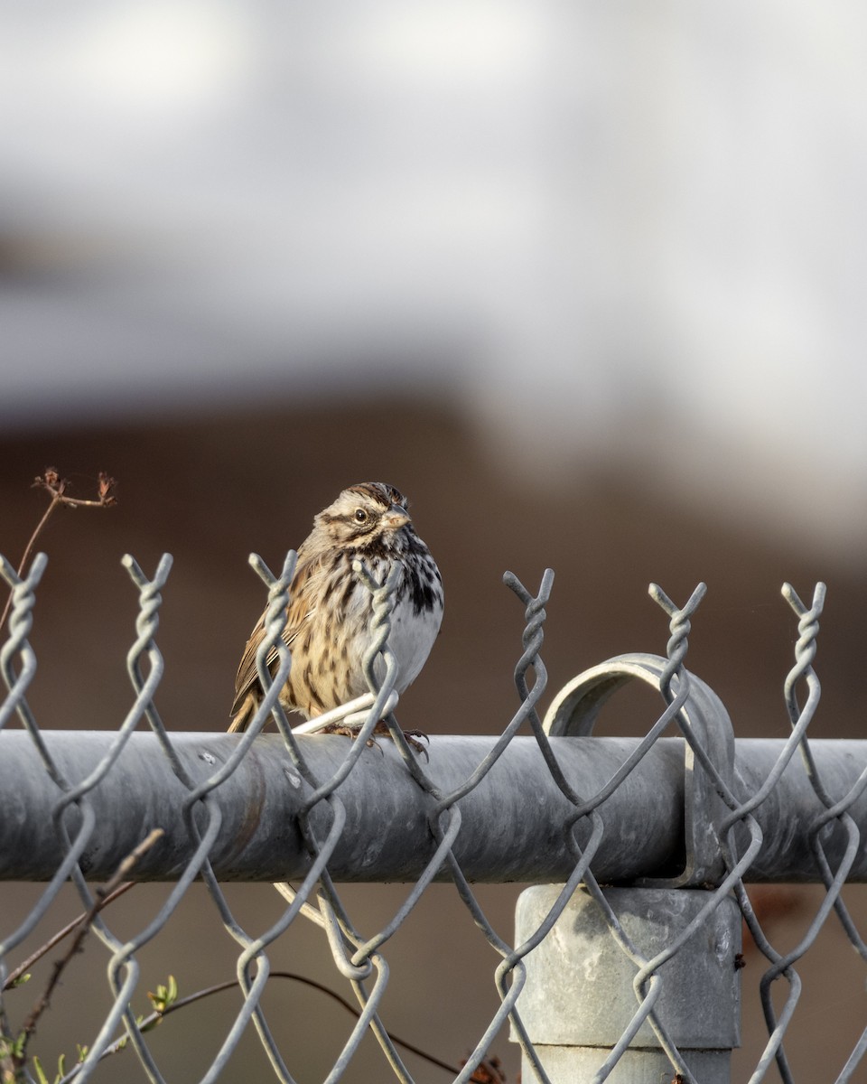 Song Sparrow - ML646622919