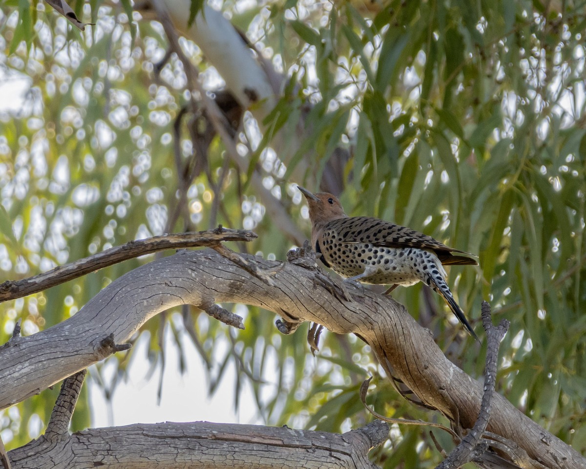 Northern Flicker - ML646622920