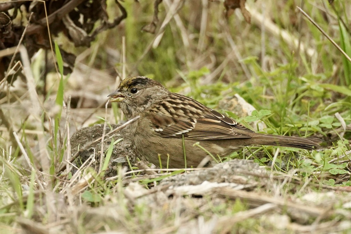 Golden-crowned Sparrow - ML646622921