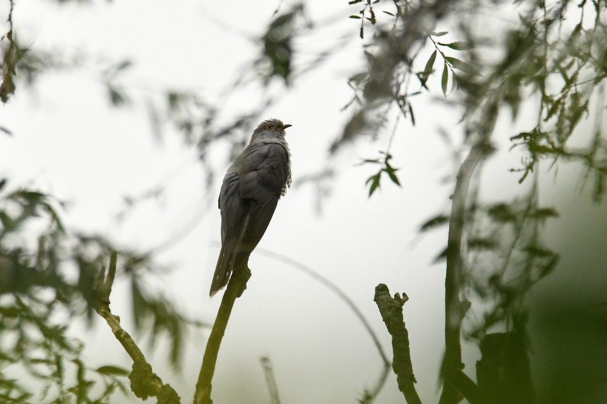 Common Cuckoo - ML646622922