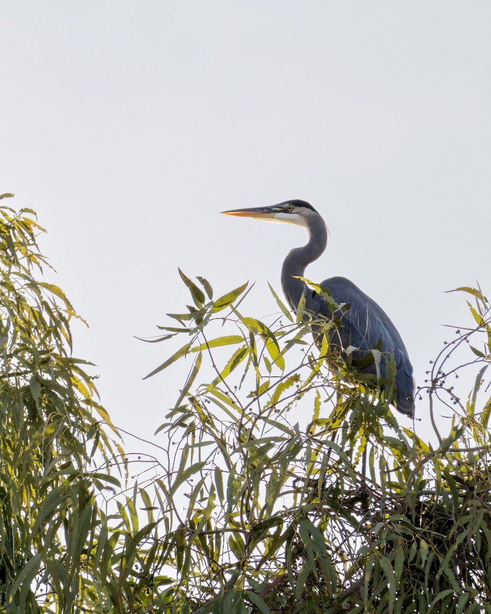 Great Blue Heron - ML646622923