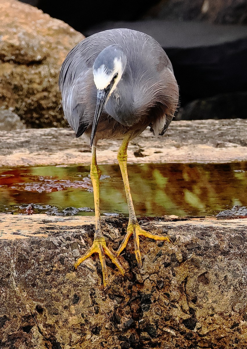 White-faced Heron - ML646622924