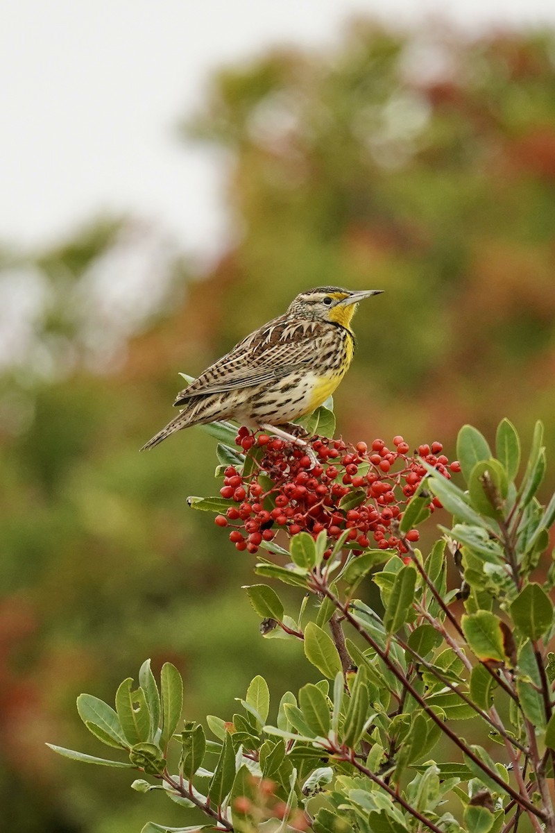 Western Meadowlark - ML646622925