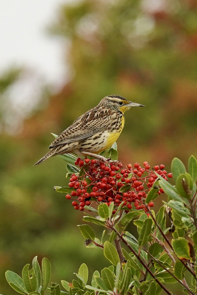 Western Meadowlark - ML646622926