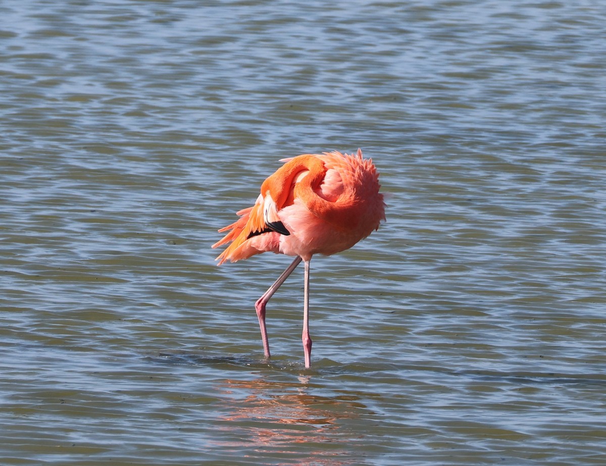 Flamenko gorria - ML646622927