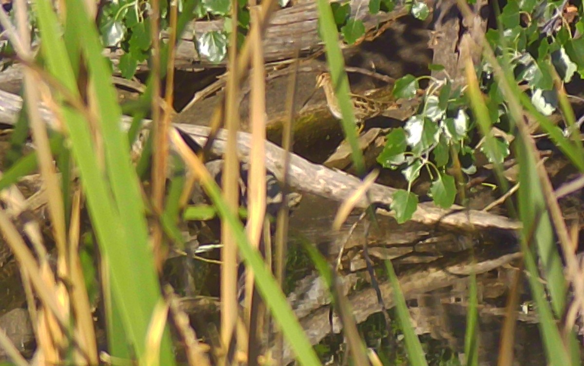 Japanbekassine - ML646622928