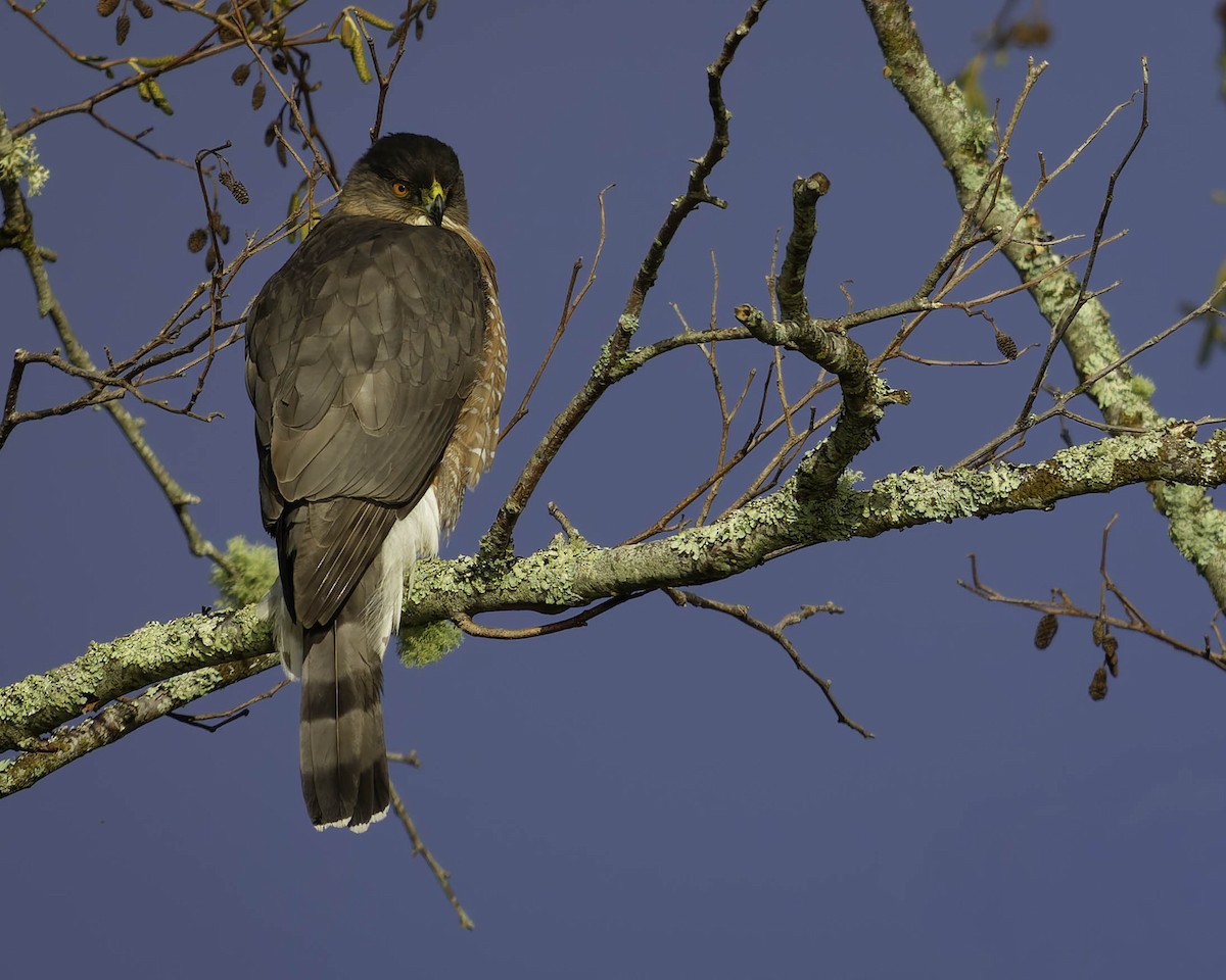 Cooper's Hawk - ML646622932