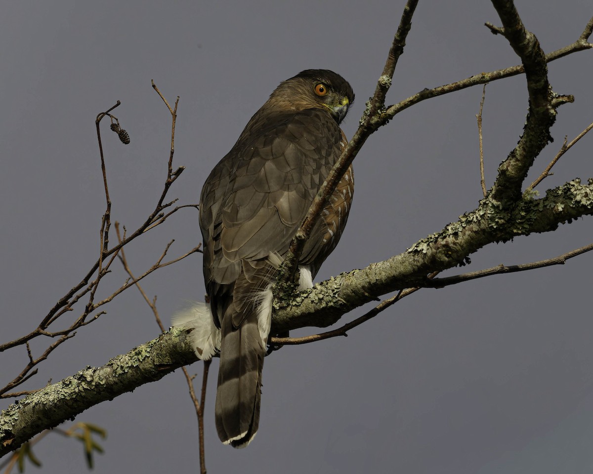 Cooper's Hawk - ML646622933