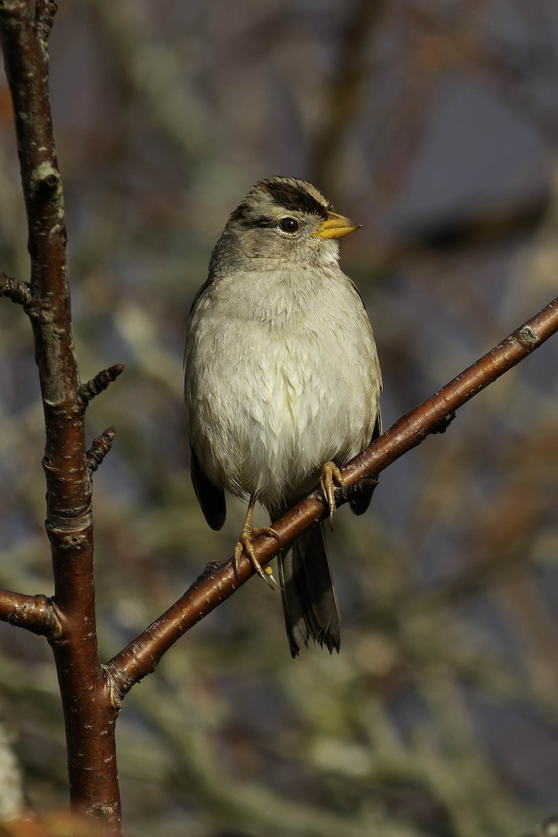 White-crowned Sparrow - ML646622935