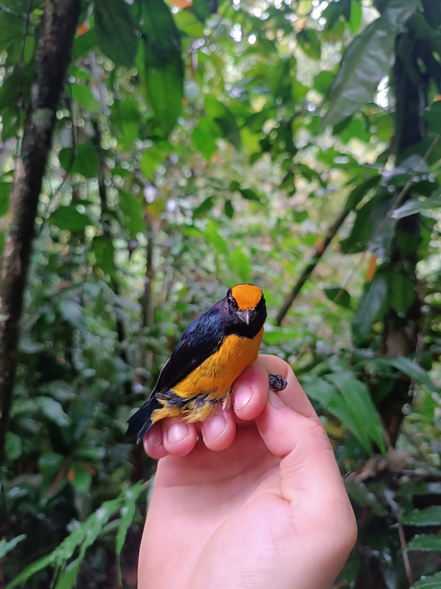 Orange-bellied Euphonia - ML646622938