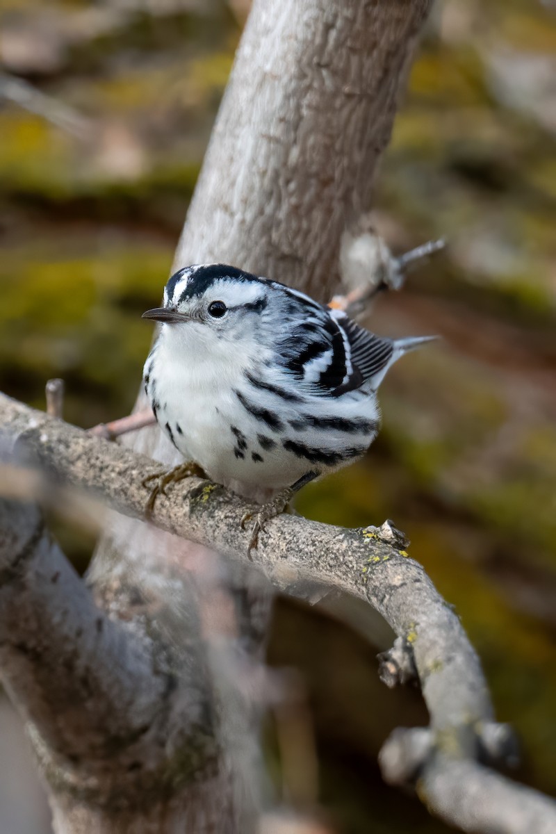 Black-and-white Warbler - ML646622957