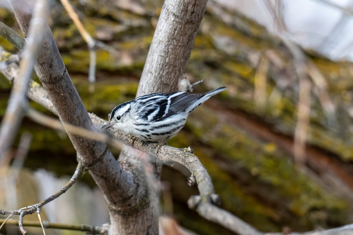 Black-and-white Warbler - ML646622959