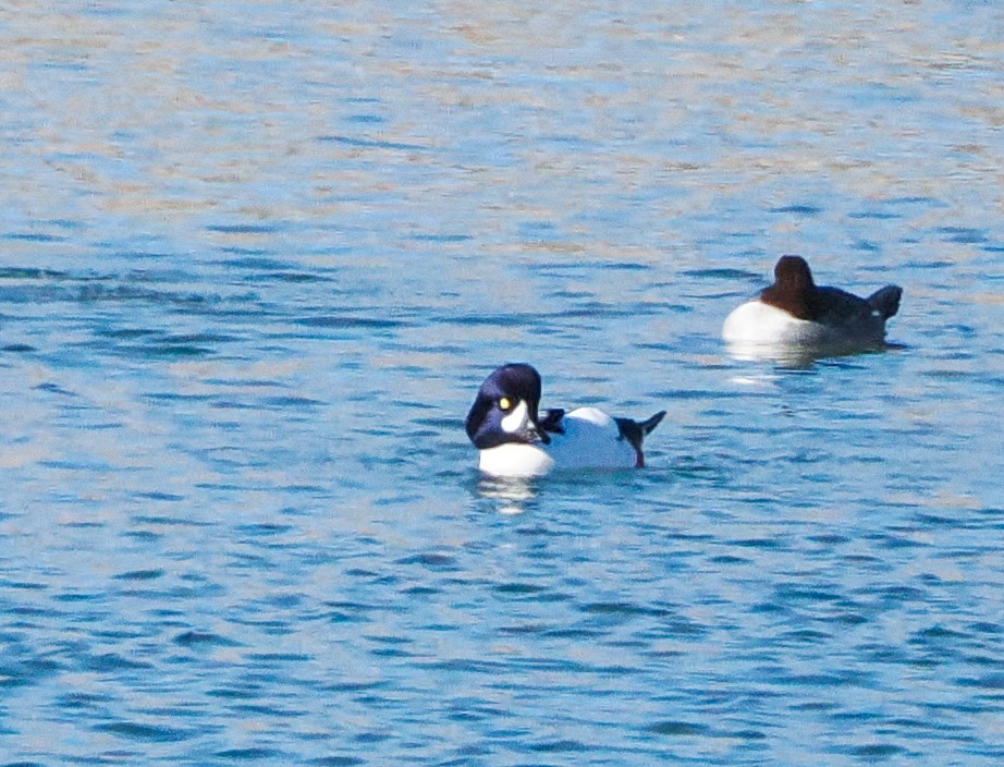 キタホオジロガモ - ML646622965