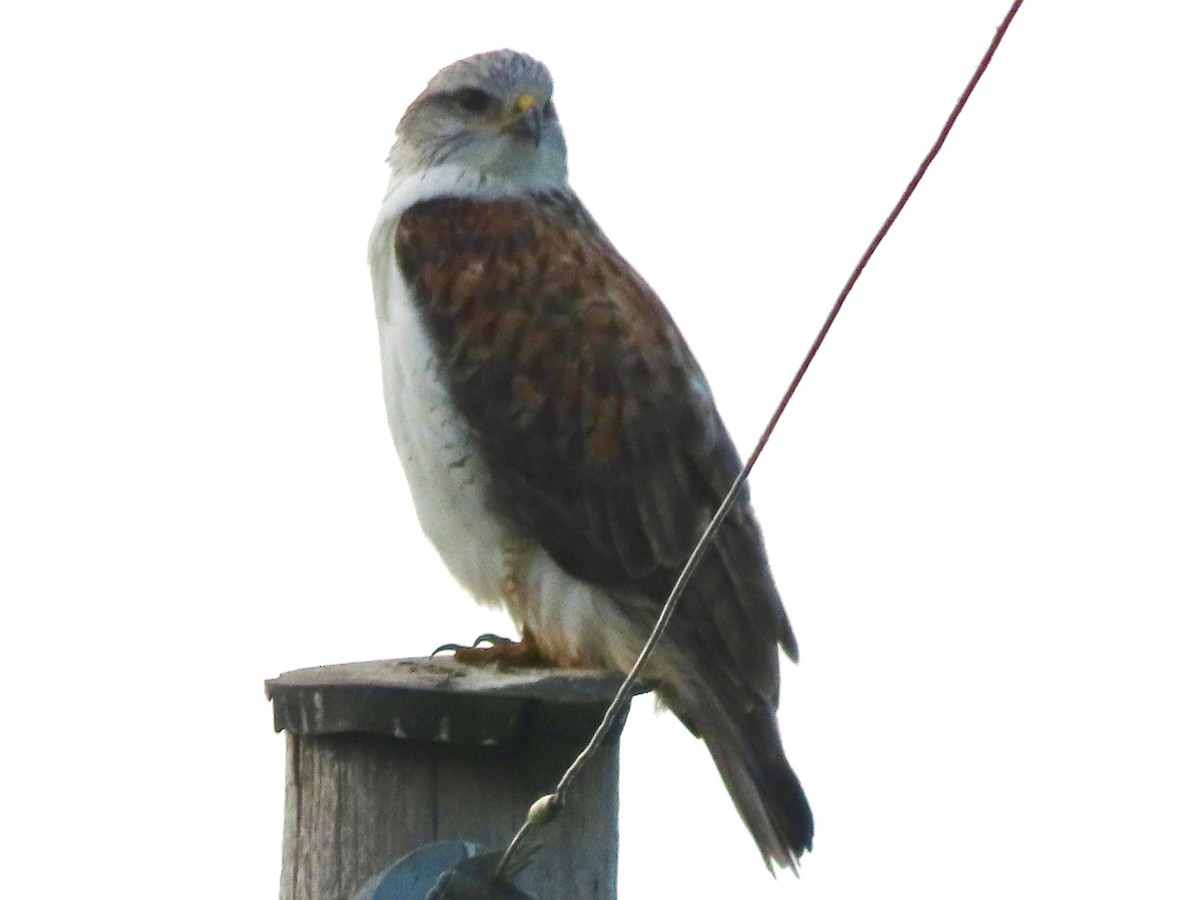 kongevåk - ML646622967