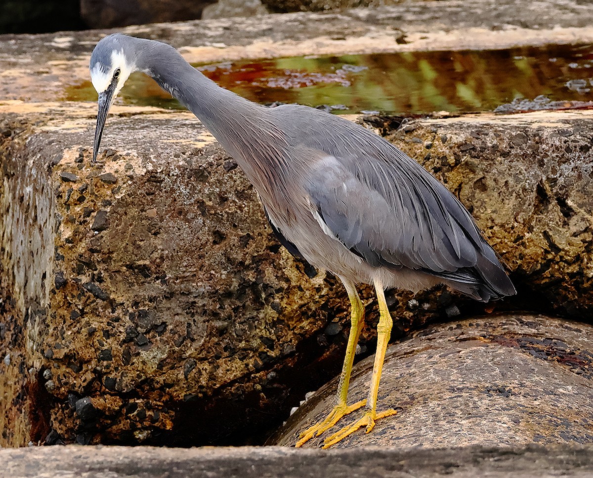 White-faced Heron - ML646622969