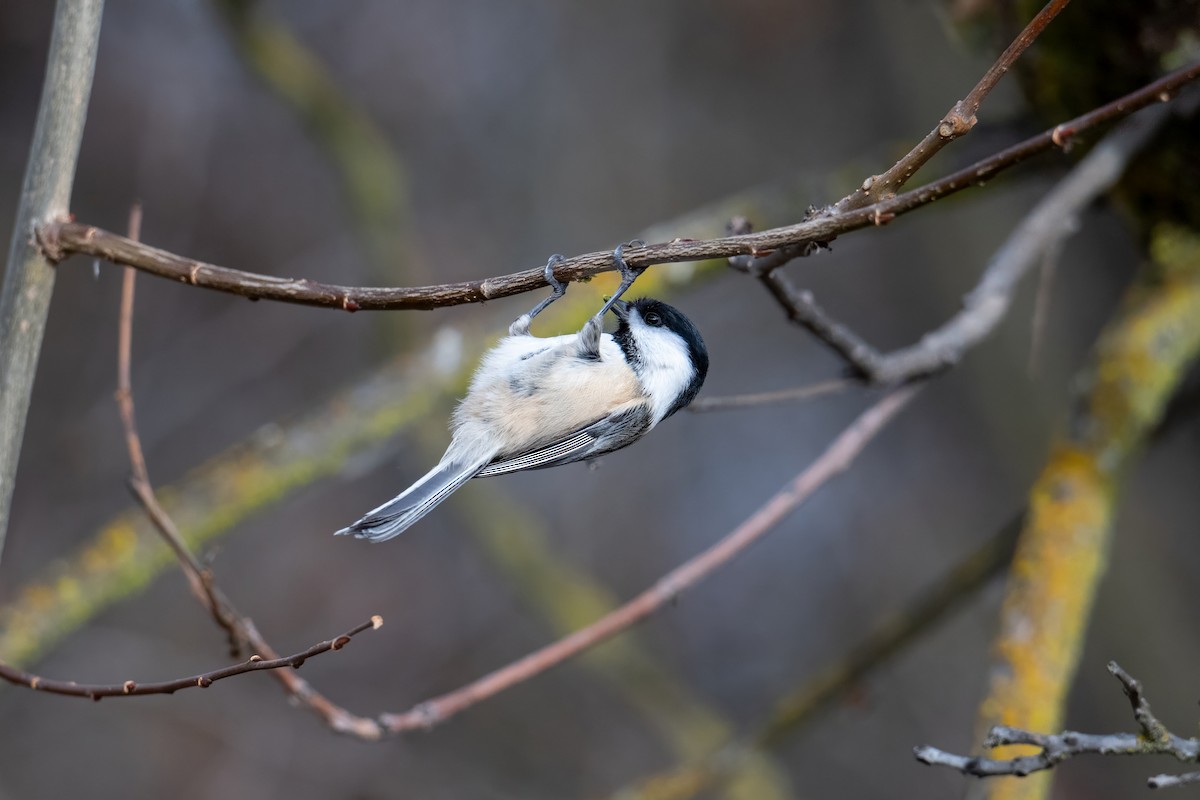 Black-capped Chickadee - ML646622976
