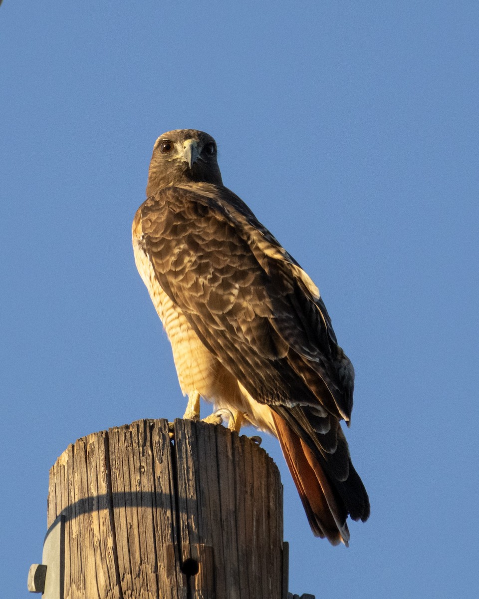 Red-tailed Hawk - ML646622978