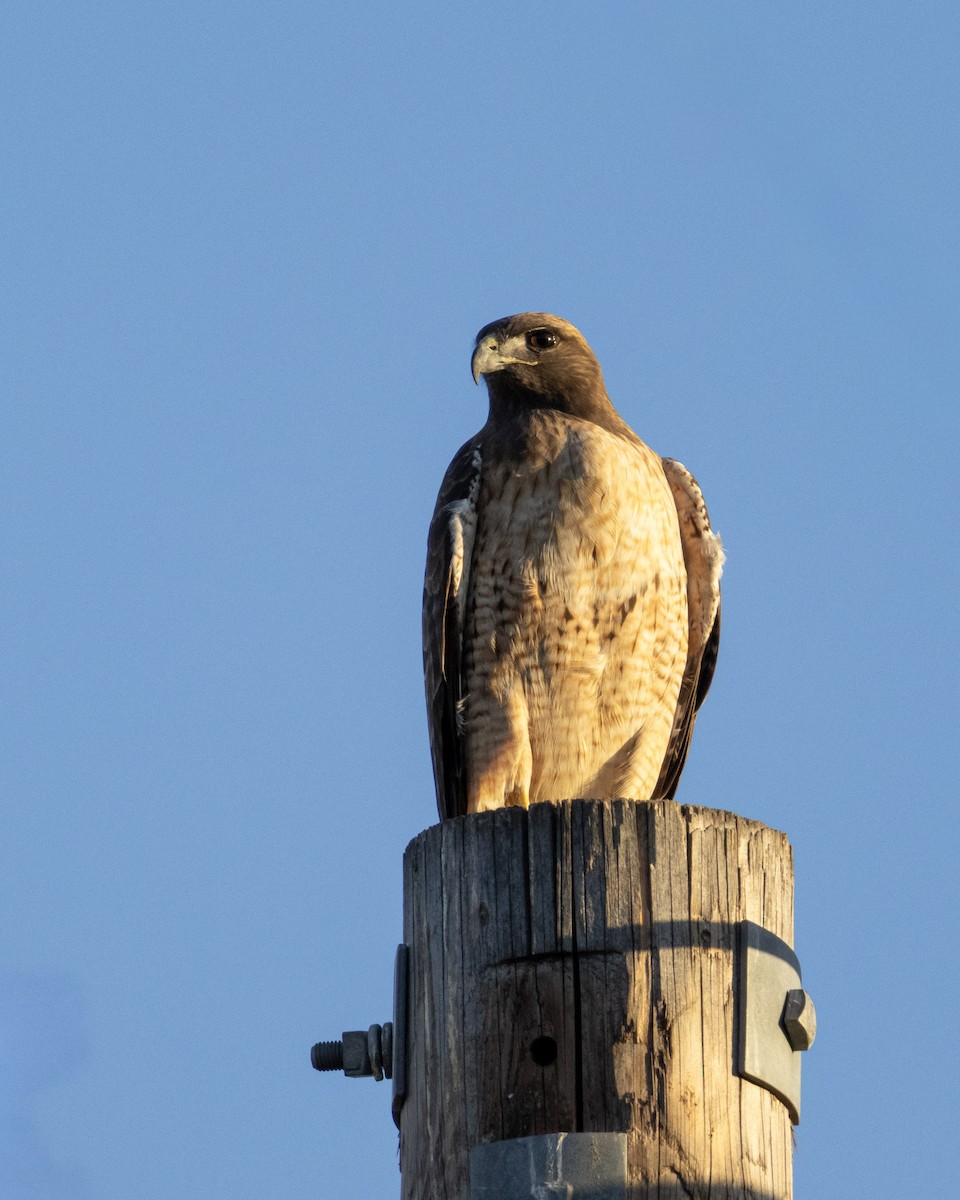 Red-tailed Hawk - ML646622979