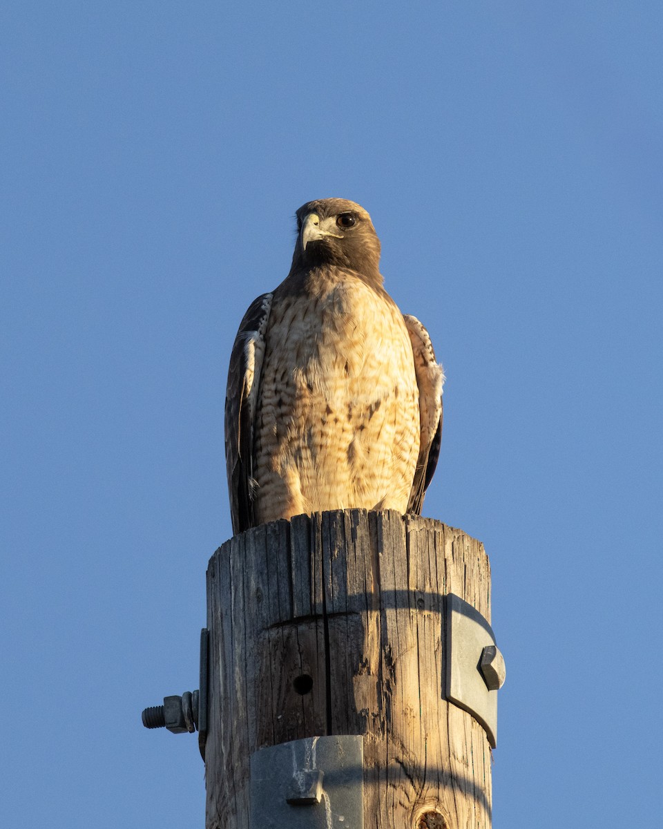 Red-tailed Hawk - ML646622980