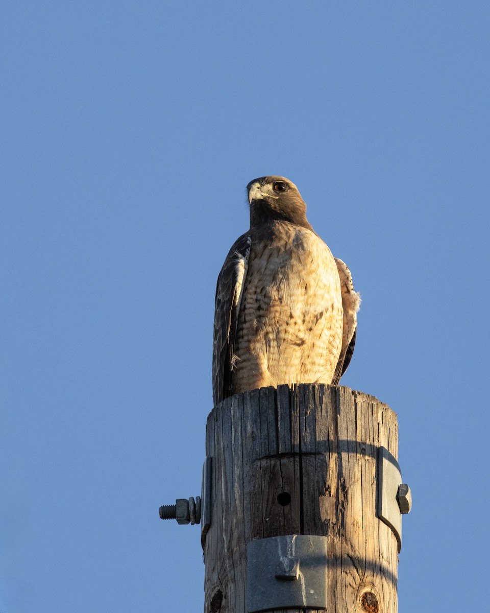 Red-tailed Hawk - ML646622981