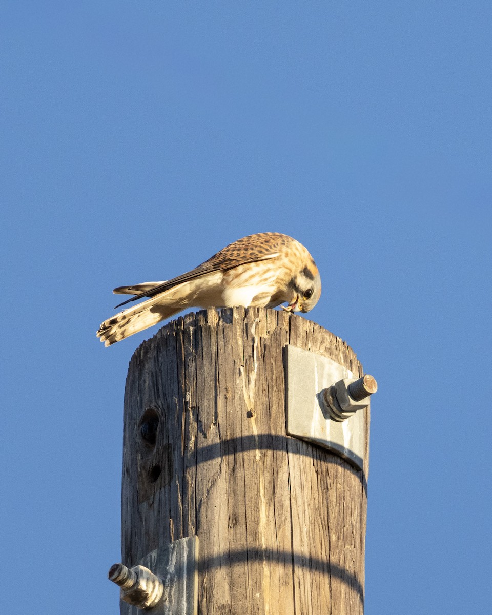 American Kestrel - ML646622982