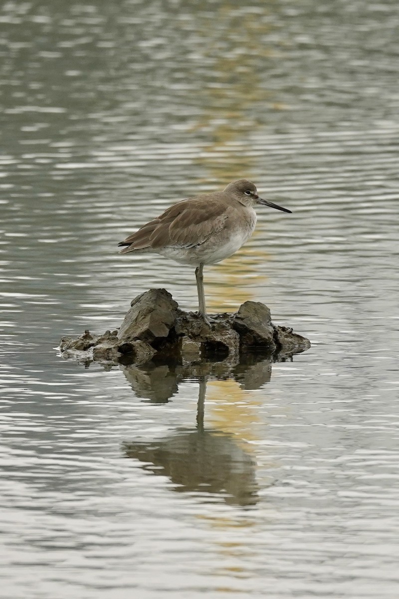 Willet - ML646622983