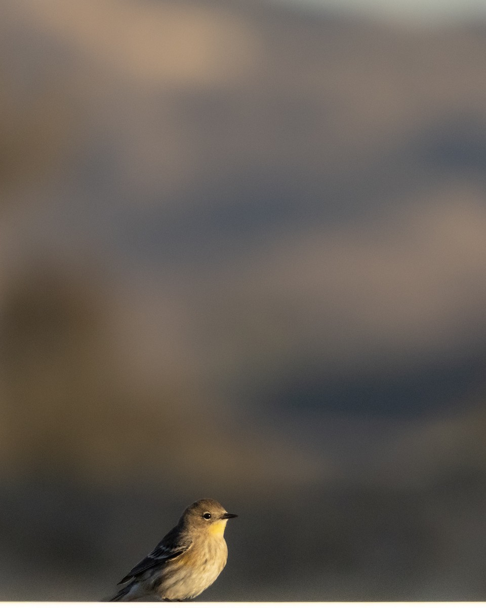 Yellow-rumped Warbler - ML646622987