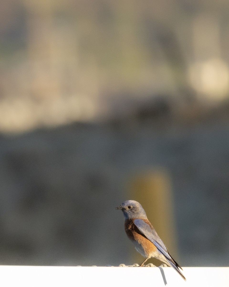 Western Bluebird - ML646622988
