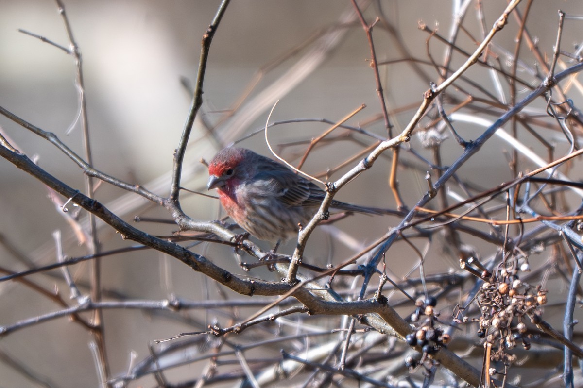 Чечевиця садова - ML646622989