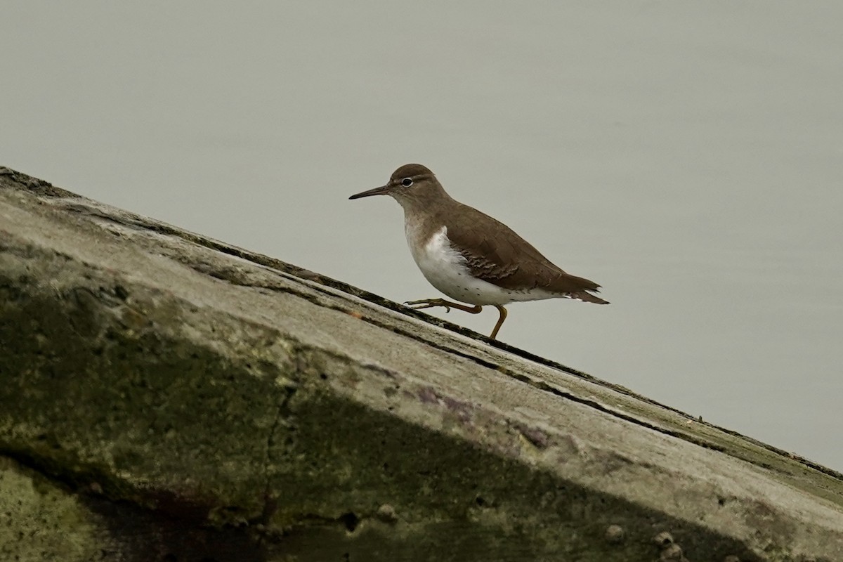 Benekli Düdükçün - ML646622995