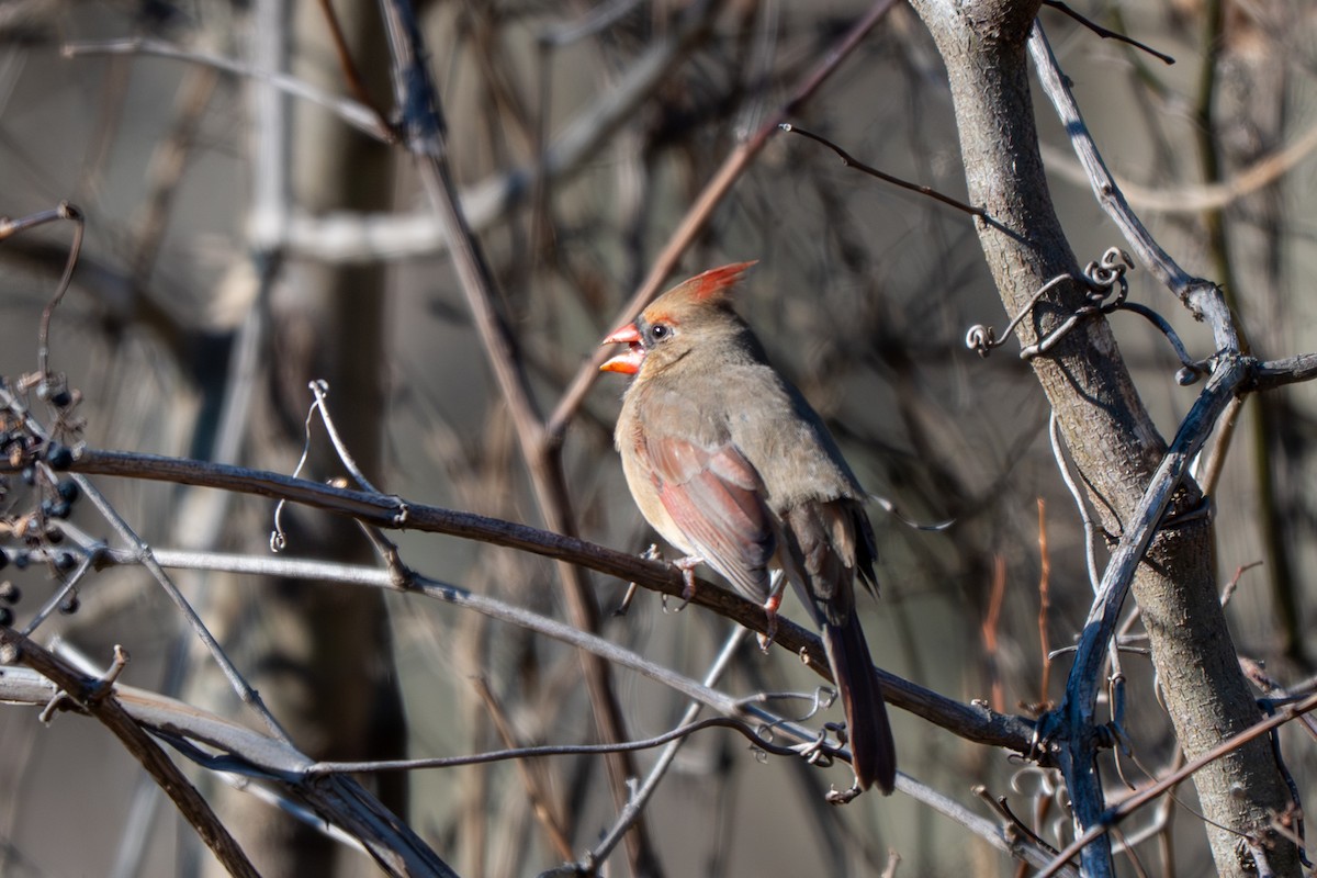 Кардинал червоний - ML646622996