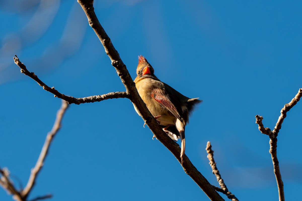 Кардинал червоний - ML646622997