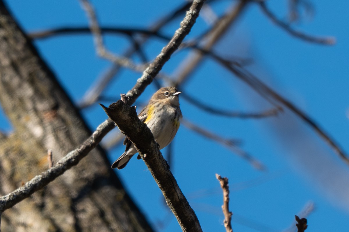 Пісняр-лісовик жовтогузий - ML646622998