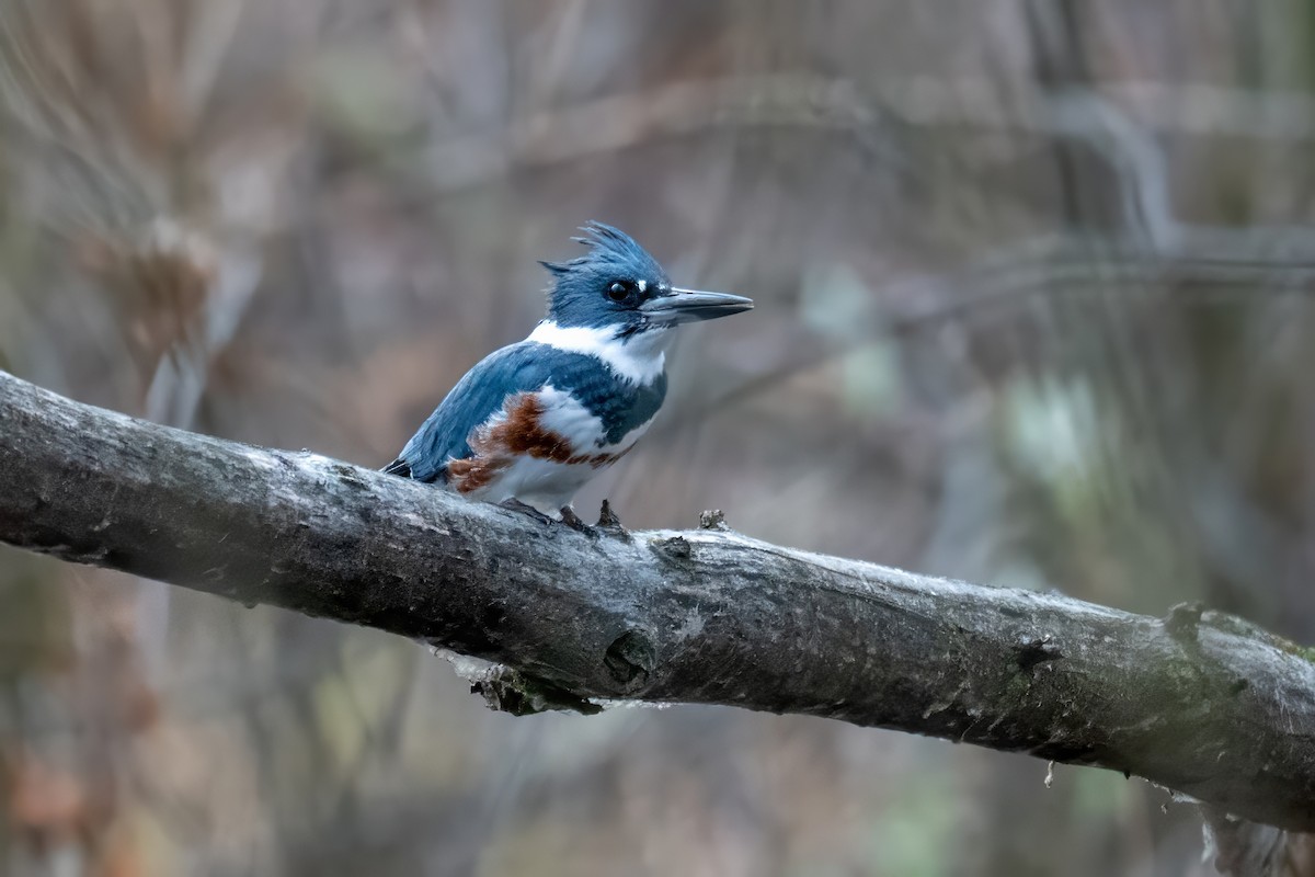 Belted Kingfisher - ML646623001