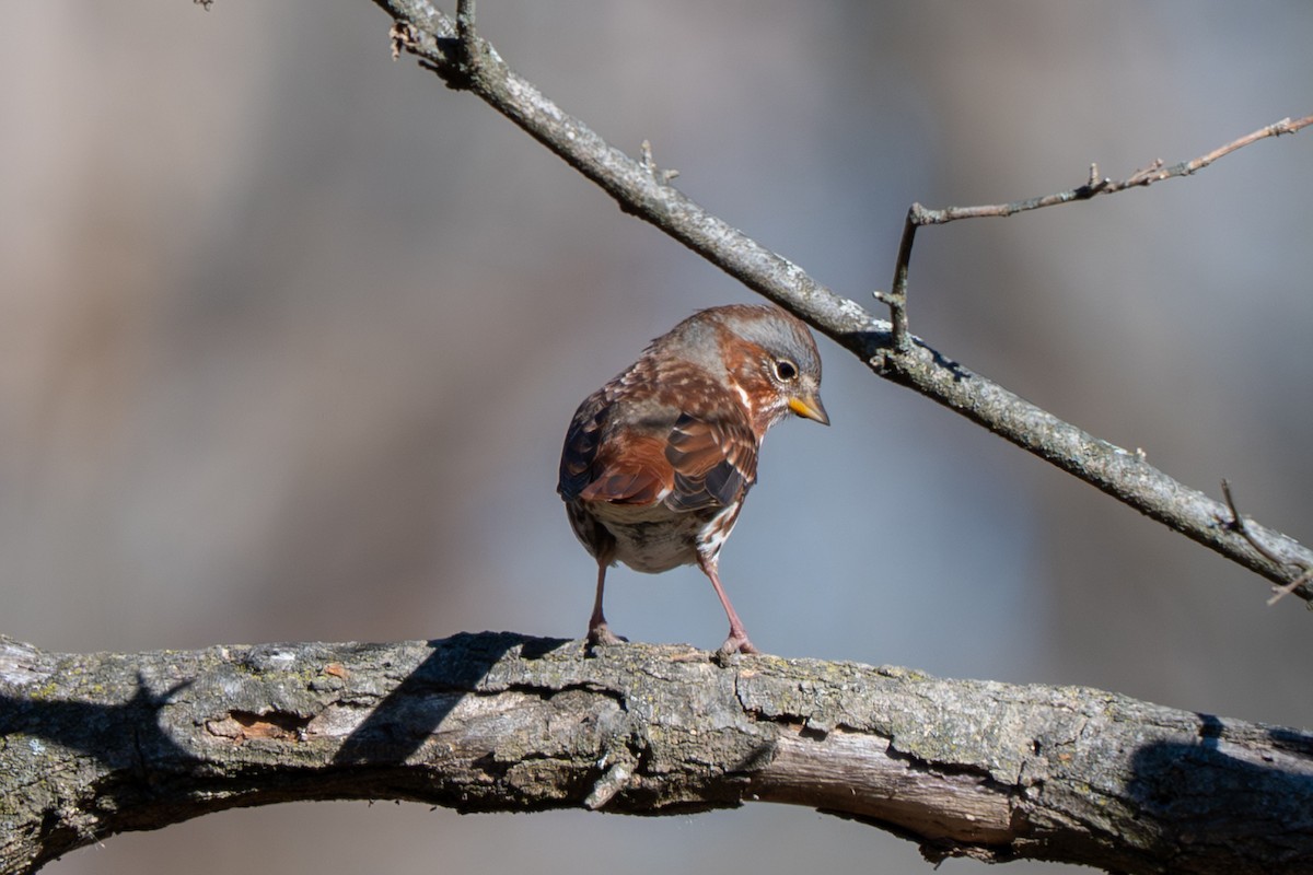 Fox Sparrow - ML646623002