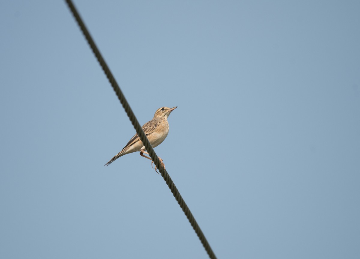 Paddyfield Pipit - ML646623004