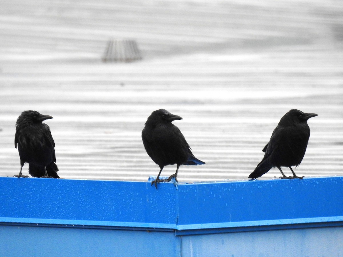 American Crow - ML646623005