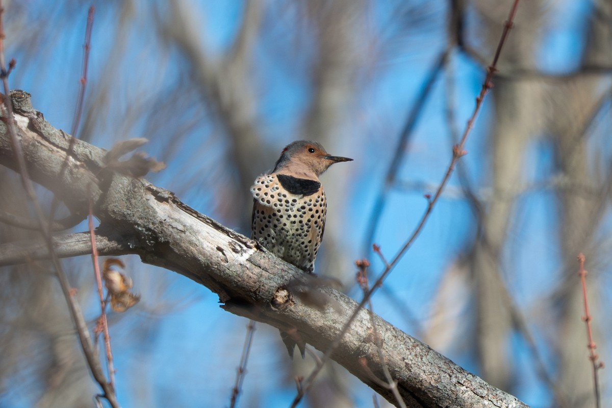 Декол золотистий - ML646623006