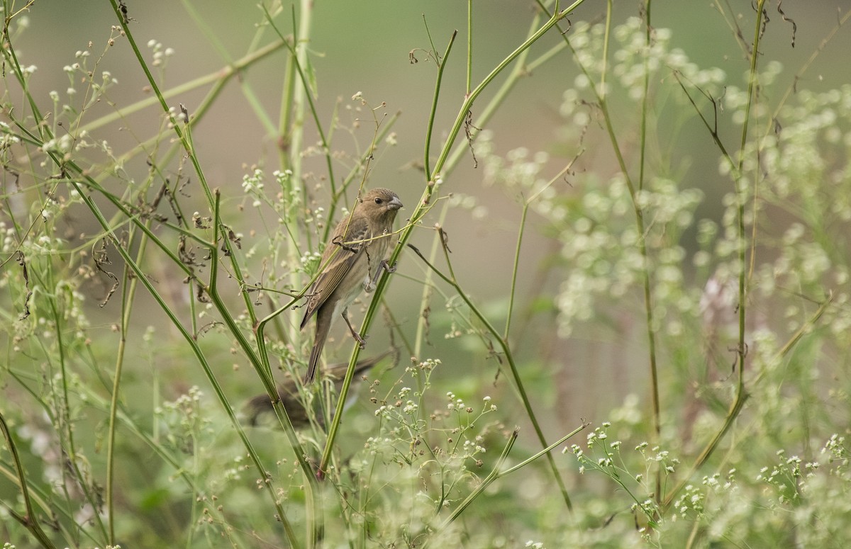 Улаавар бужмар - ML646623008