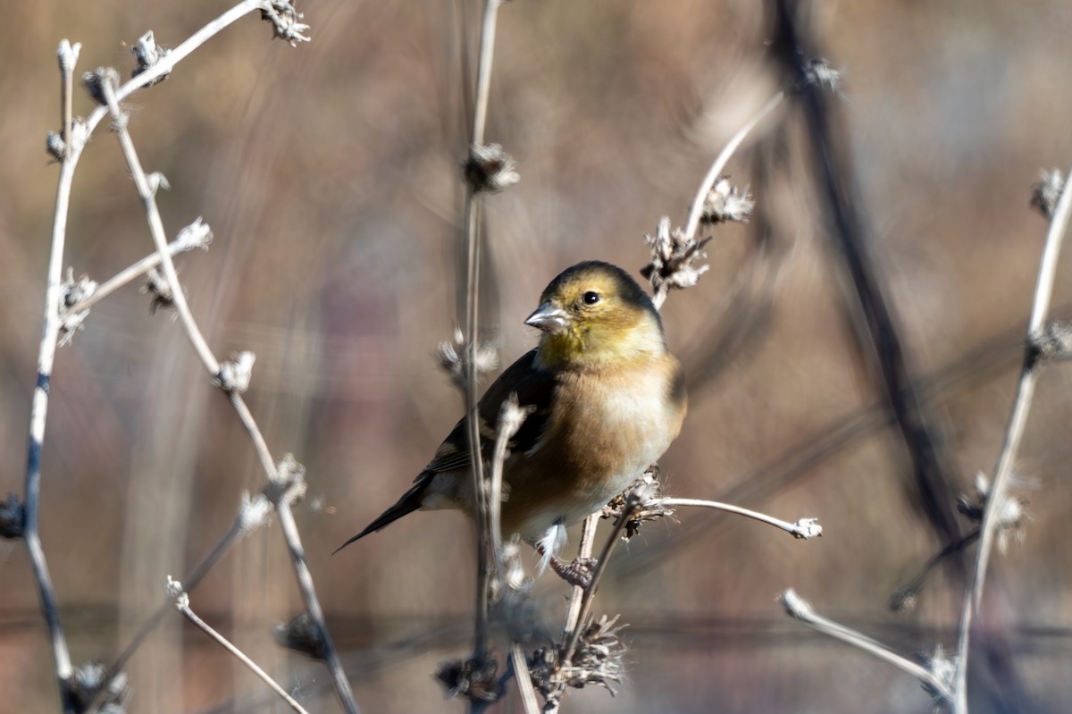 Чиж золотий - ML646623009