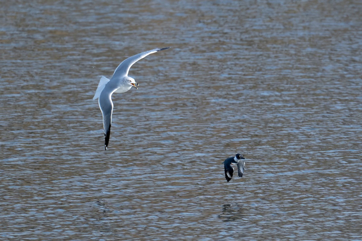 Ring-billed Gull - ML646623013